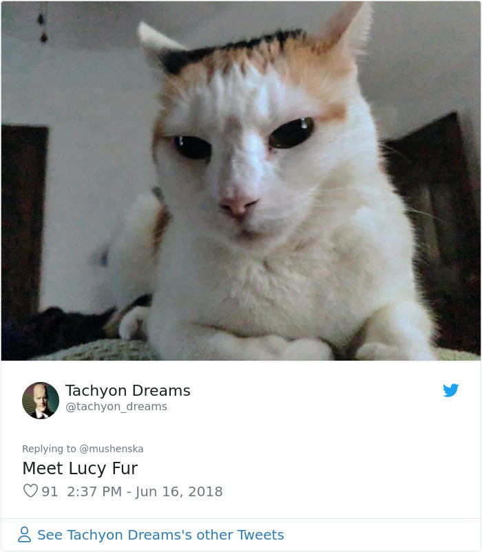 funny pet names lucy fur