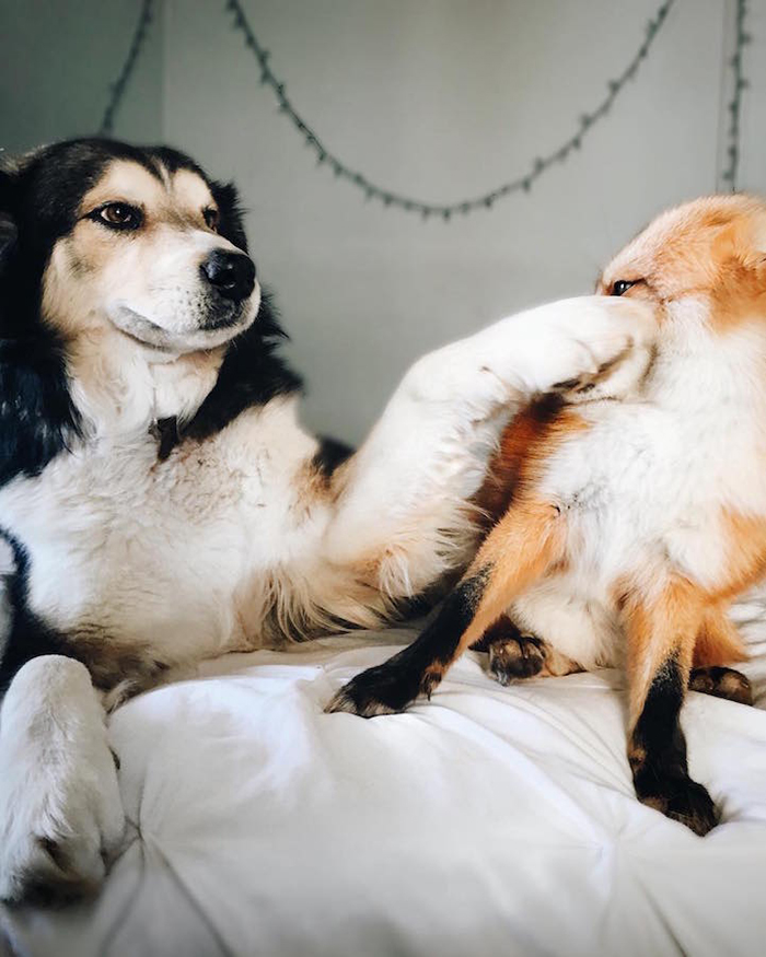 gentle dog and energetic fox