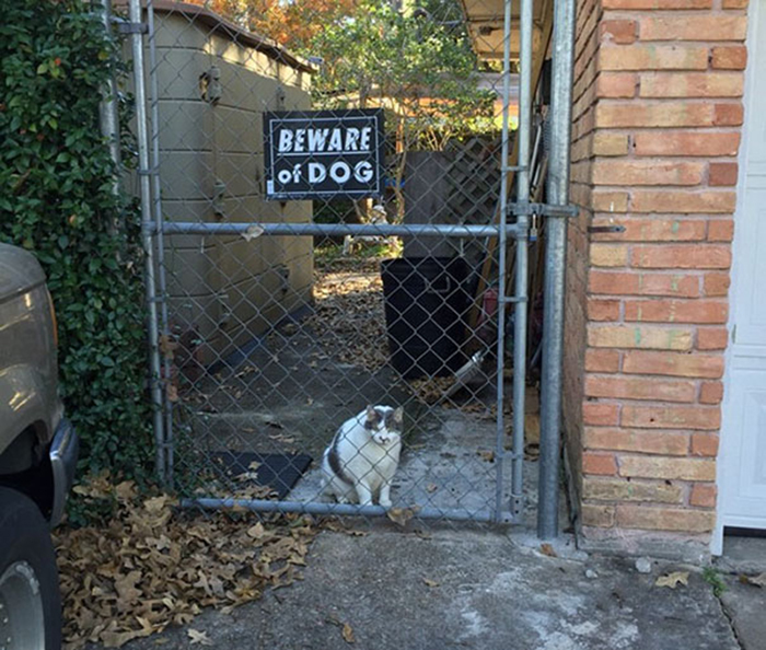 guard cat