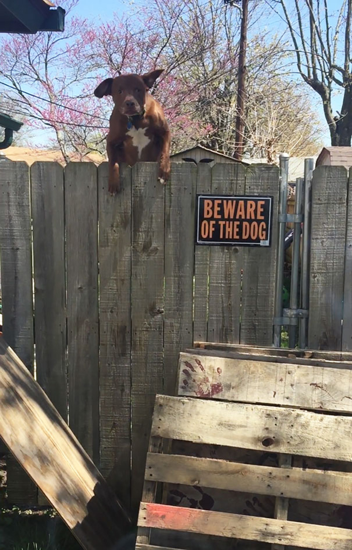 high jumping guard doggy