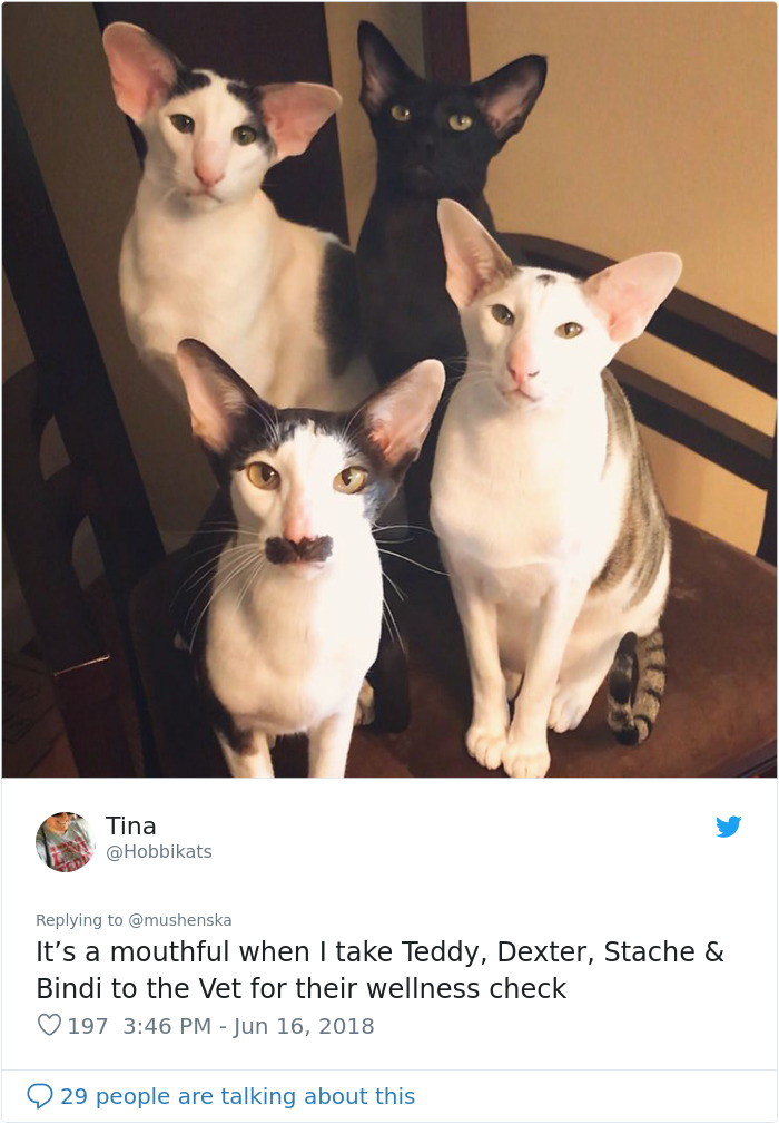 hilarious name cats teddy dexter stache and bindi