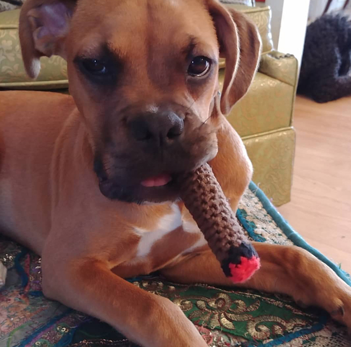 hilarious pet photos crocheted cigar
