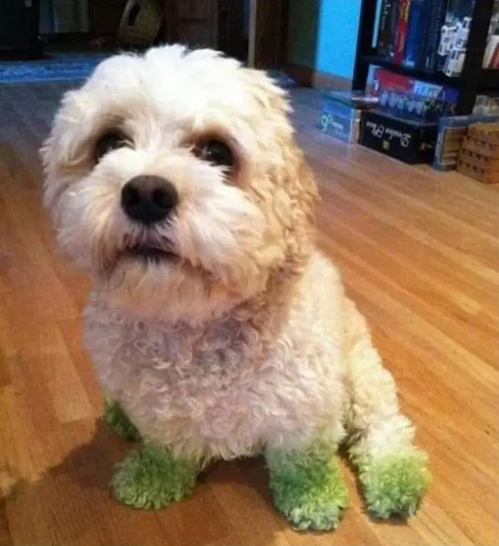 hilarious pet photos green paws