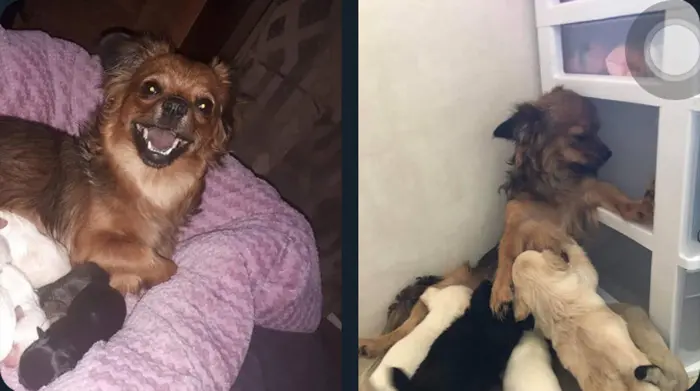 hilarious pet photos motherhood transformation