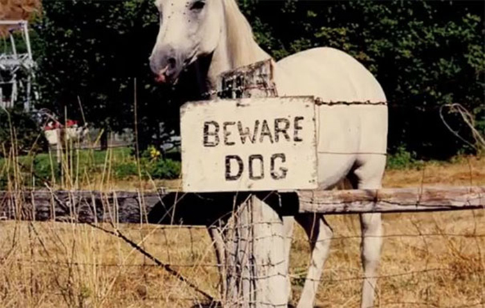 horse behind warning sign