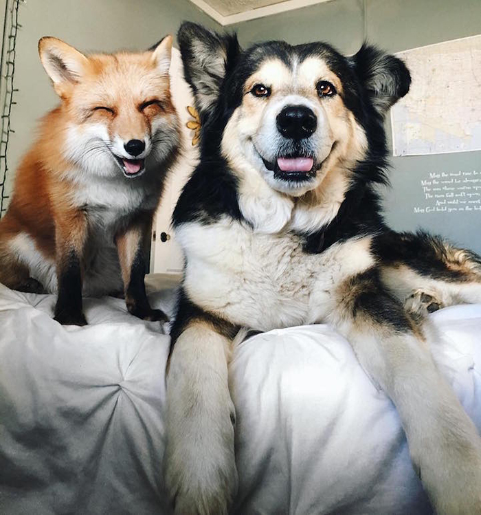 juniper the fox and moose the dog