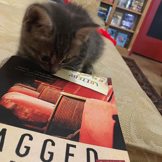 kitten studies a book