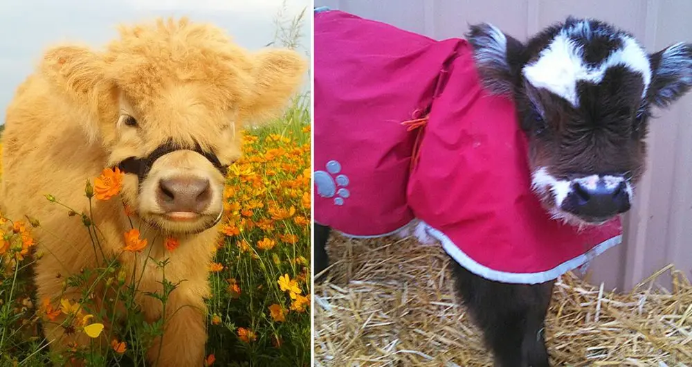 You Can Now Be The Proud Owner Of A Fluffy Mini Cow