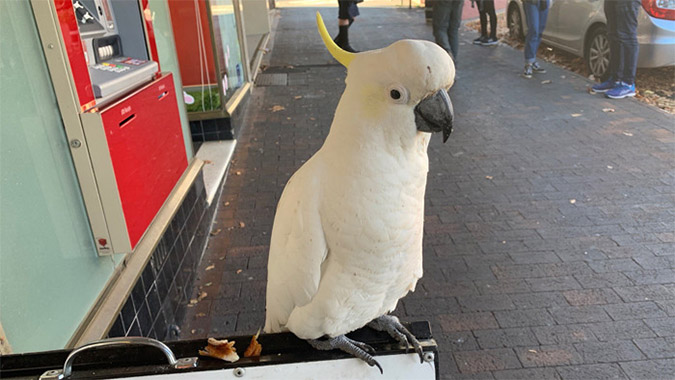 mishievous cockatoo