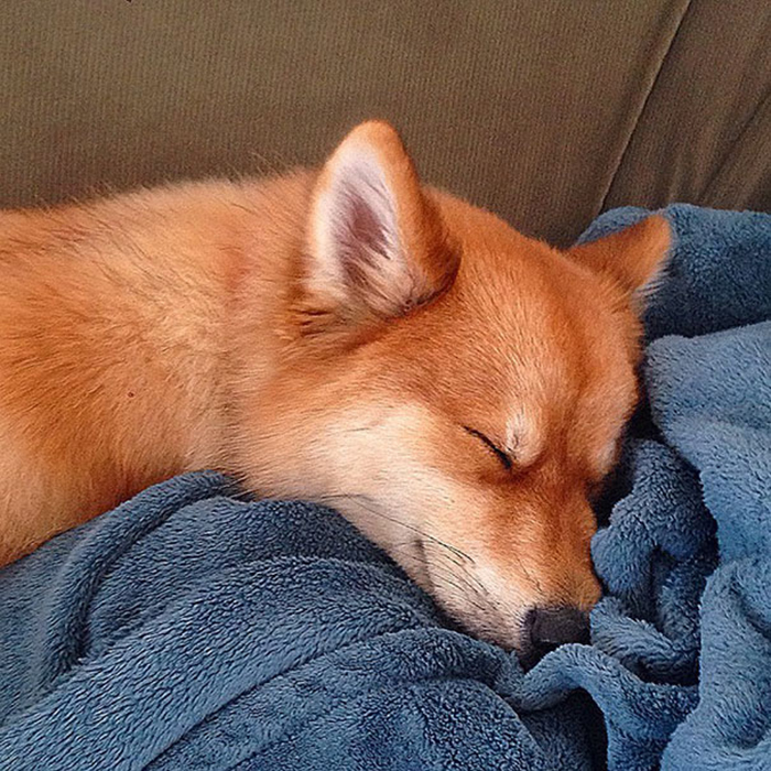 mya fox-like dog sleeping