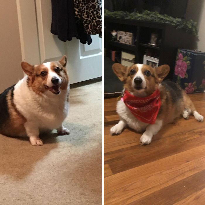 overweight pet loses weight