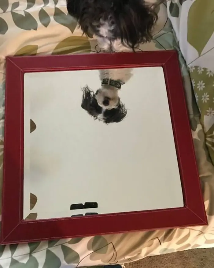 people trying to sell mirrors dog