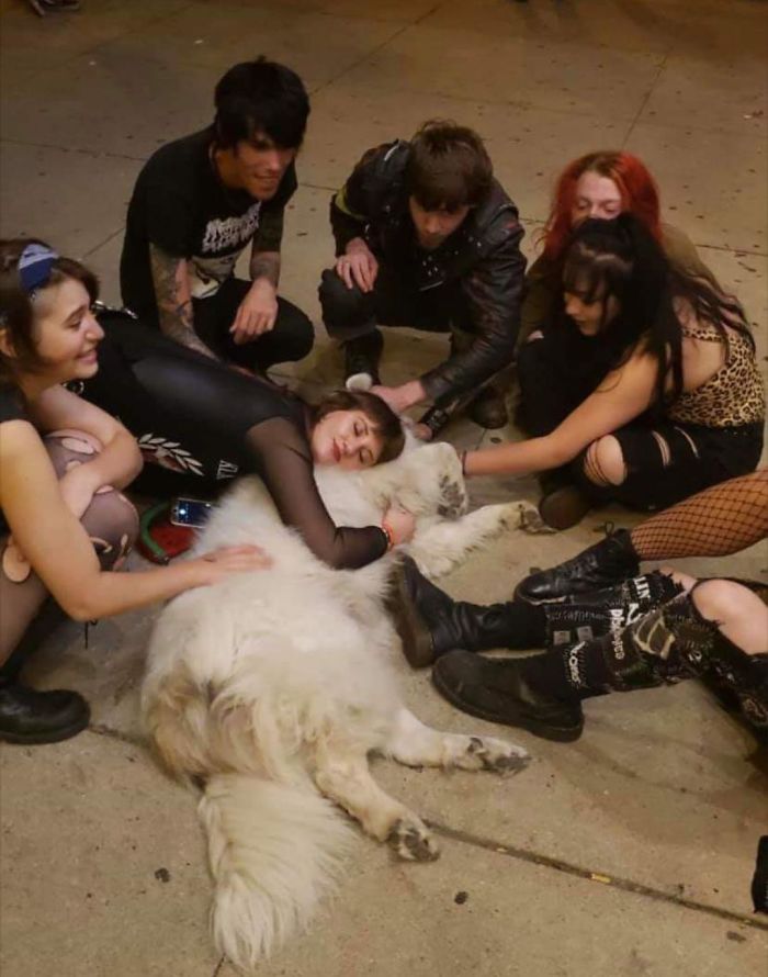pet loved by punks