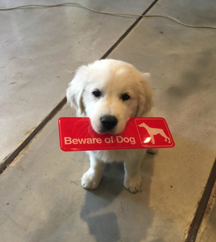 puppy holding warning sign on its mouth