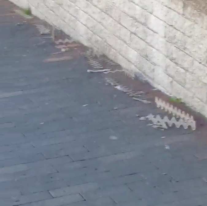 rows of anti bird spikes on the walkway