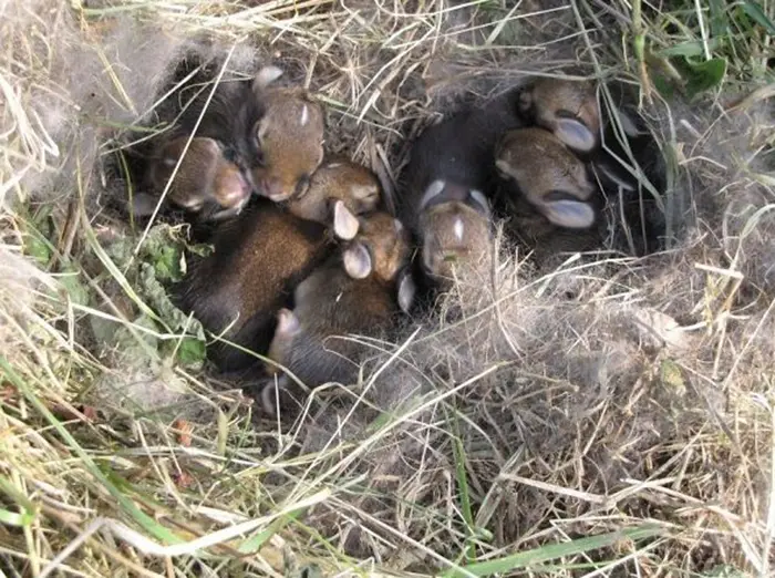 strange things discovery baby bunnies