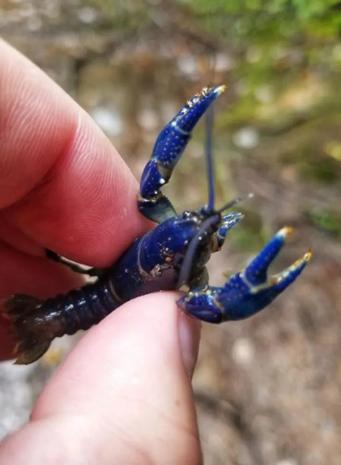 strange things discovery blue crayfish