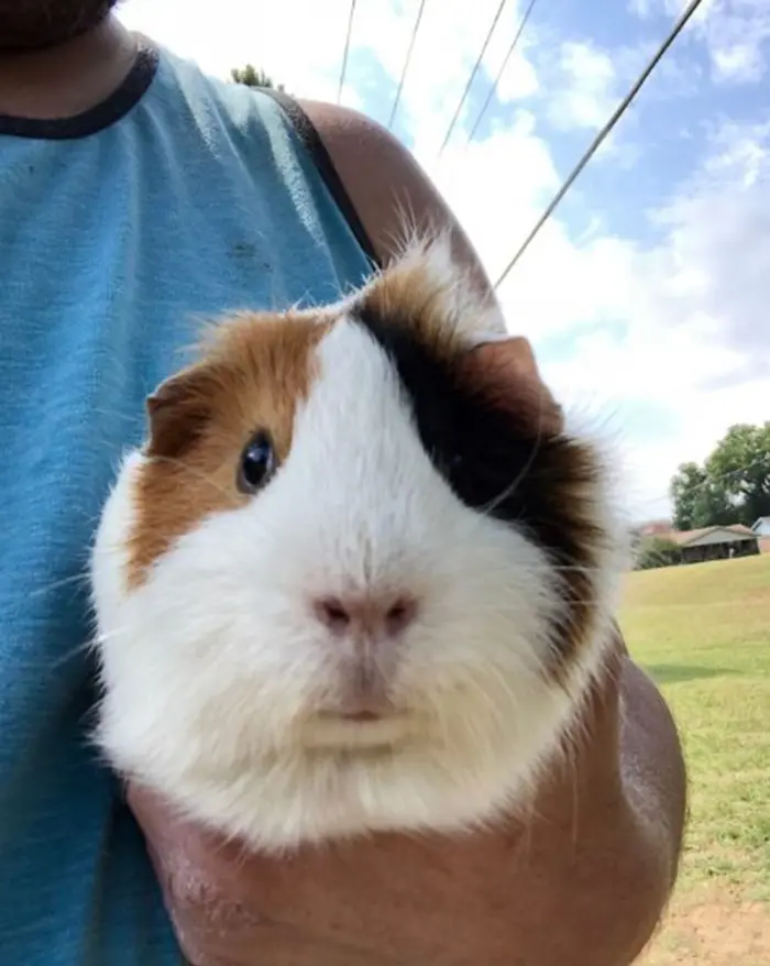 strange things discovery lucky guinea pig