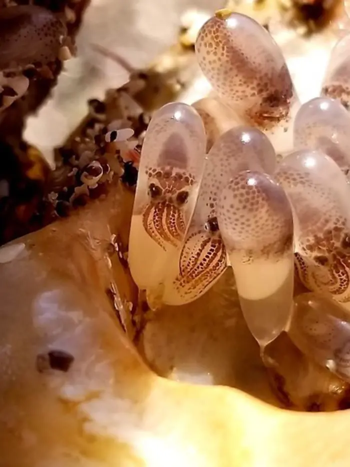 strange things discovery squid eggs