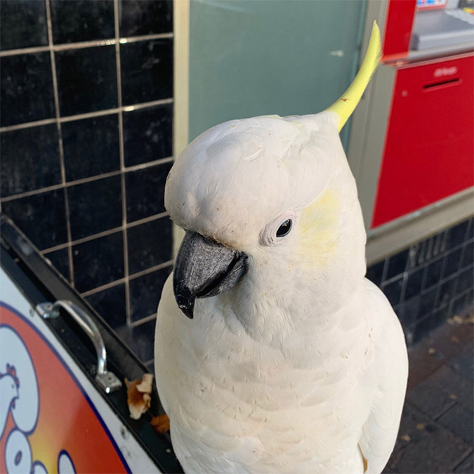 the cockatoo