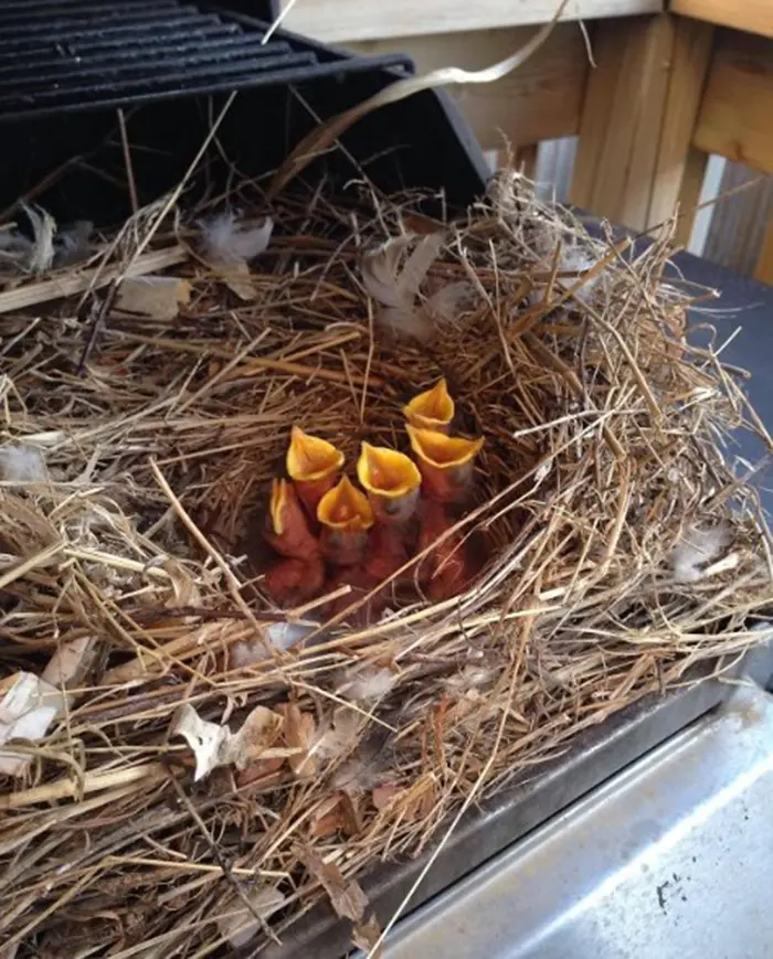 unusual discoveries bird nest inside barbecue grill