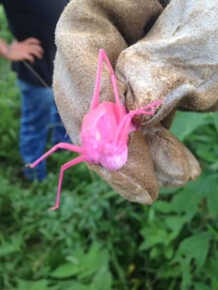 unusual discoveries pink grasshopper