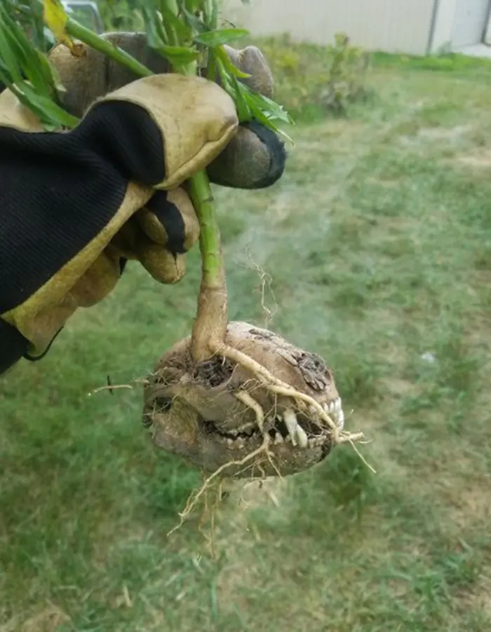 unusual discoveries skull planter