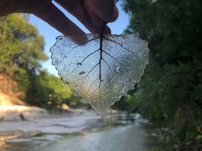 unusual discoveries transparent leaf