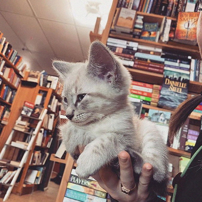 white gray kitten rests comfortably on someone's palm in the bookstore