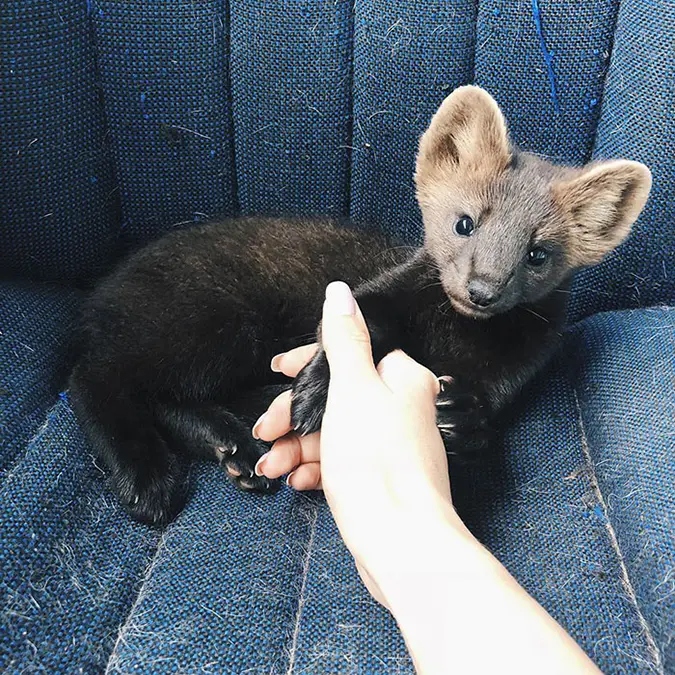 zhenya holds her pet sable's paw