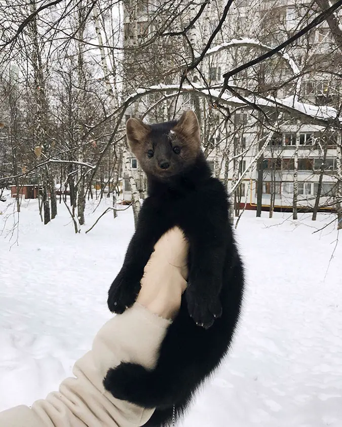 zhenya takes her pet sable outdoors