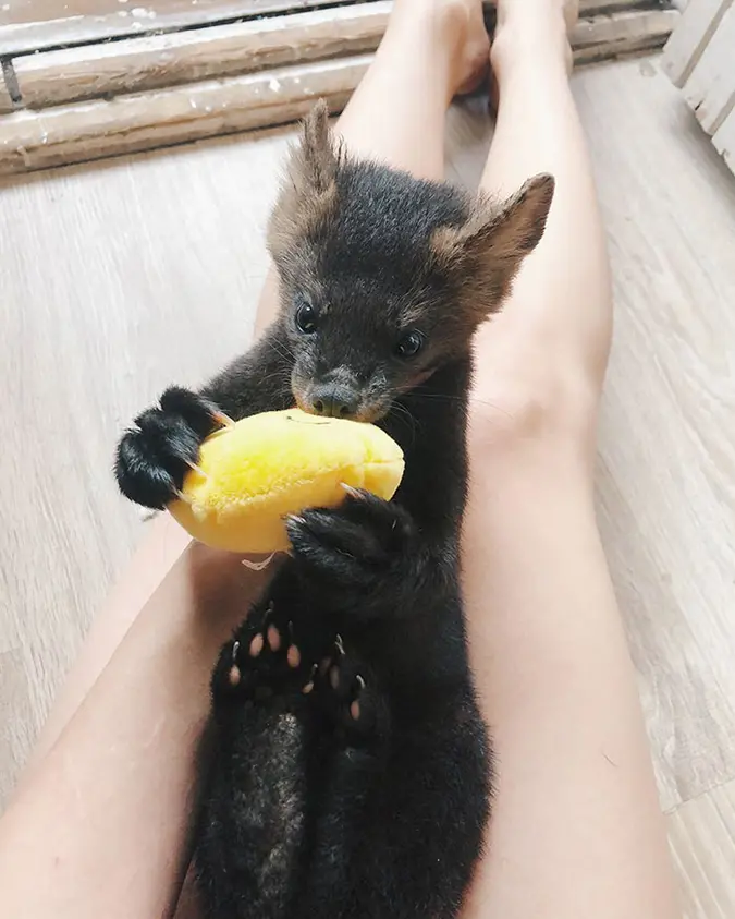 zhenya's sable plays with a yellow plush toy