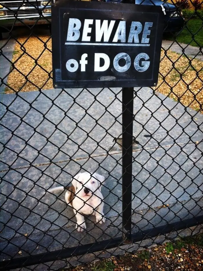 Adorable Dog Behind Gate with Beware of Attack Dog Sign