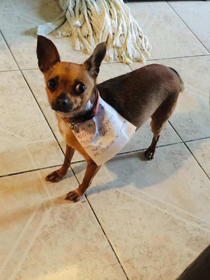 Antonio Munoz's Chihuahua Dog Off to Buy Cheetos