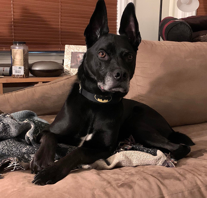 Black Dog with Batman Collar Sitting on Couch