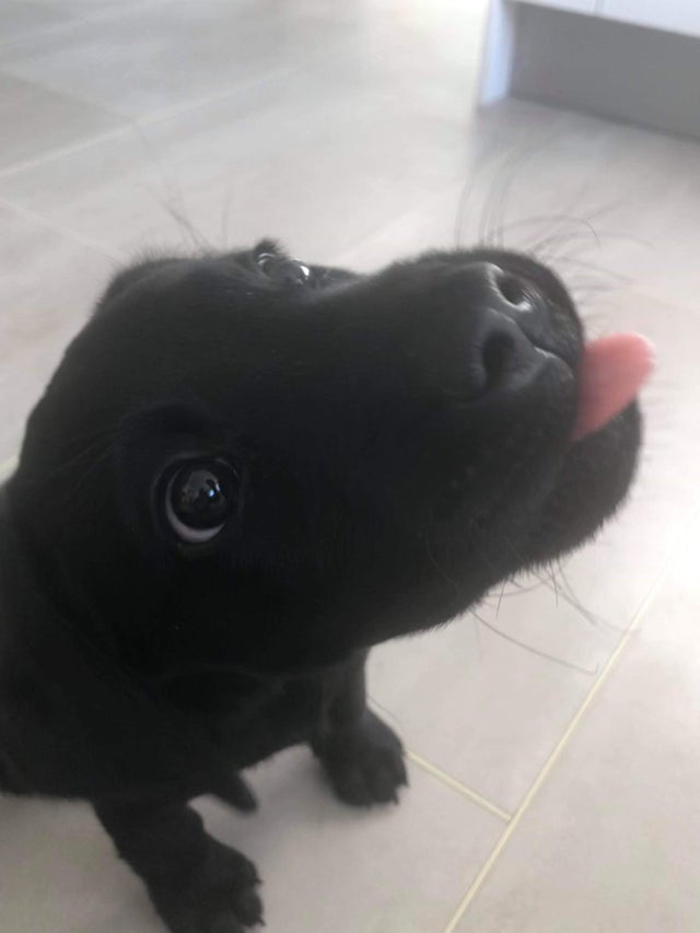 Black Labrador Puppy Sticking Tongue Out