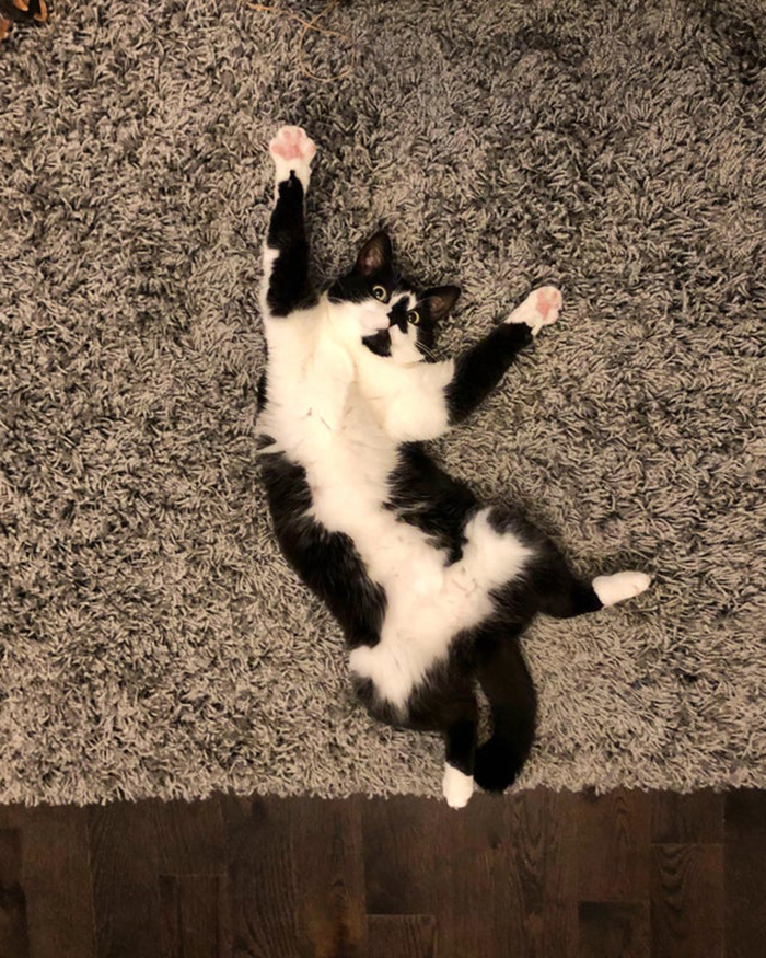 Cat Lying on the Carpet Pet Adoption Photo
