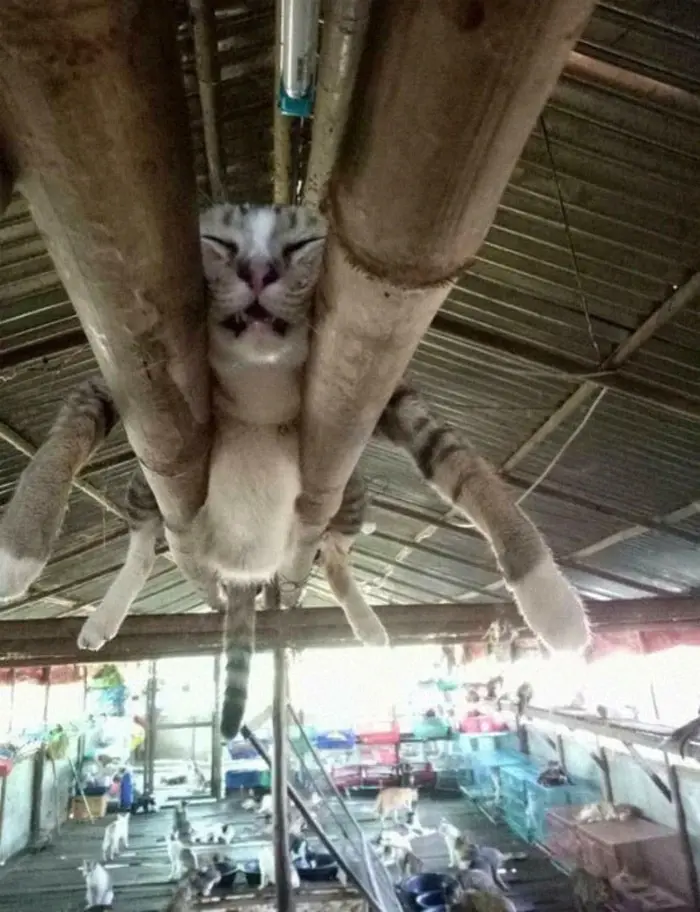 Cat Sleeping Between Two Pipes