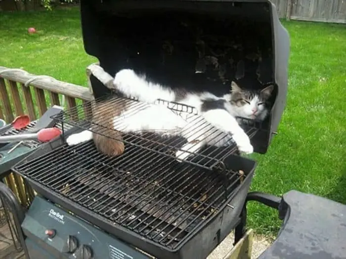 Cat Sleeping Inside a Barbecue Grill