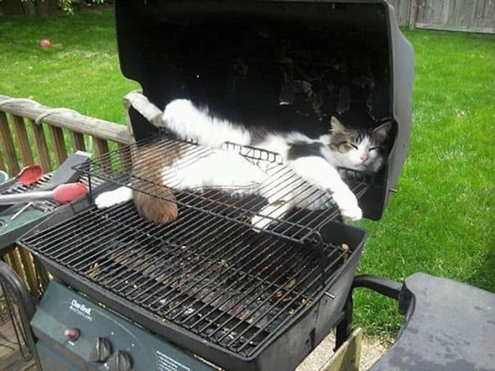 Cat Sleeping Inside a Barbecue Grill