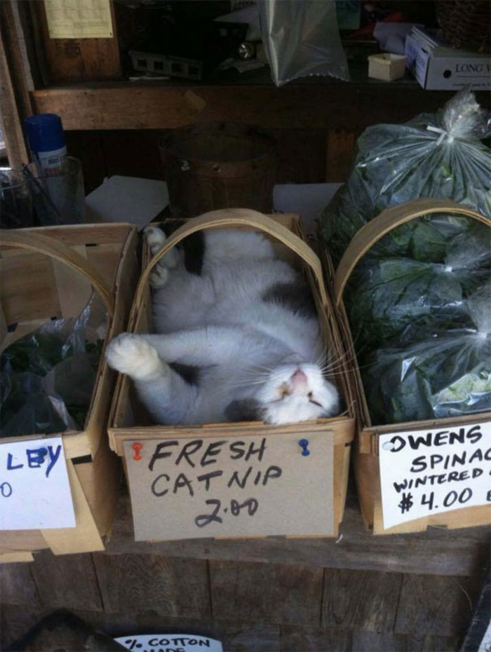 Cat Sleeping Inside a Basket of Fresh Catnip