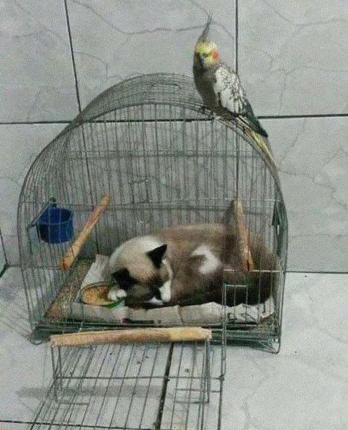 Cat Sleeping Inside a Bird's Cage