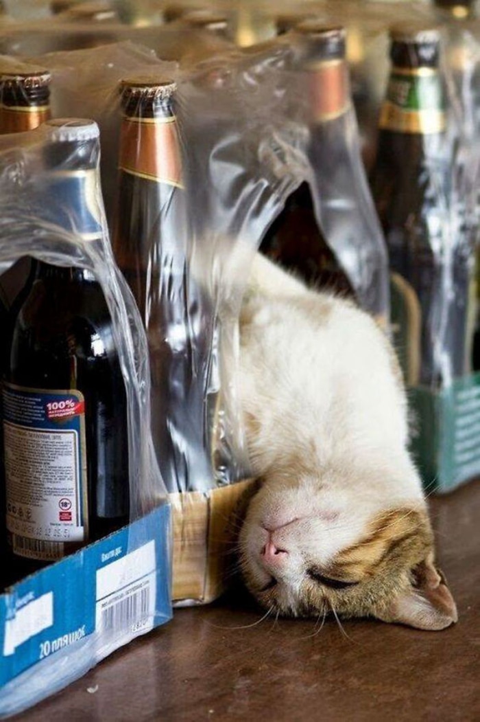 Cat Sleeping Inside a Box of Beer