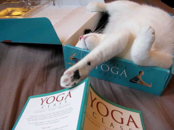 Cat Sleeping Inside a Yoga Class Book Box
