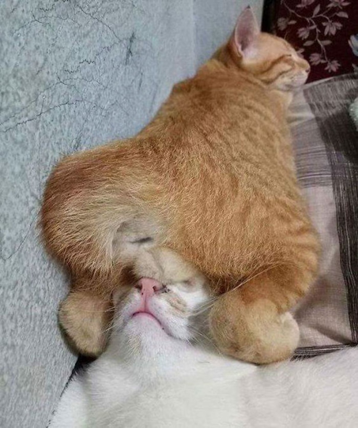 Cat Sleeping Underneath Another Sleeping Cat
