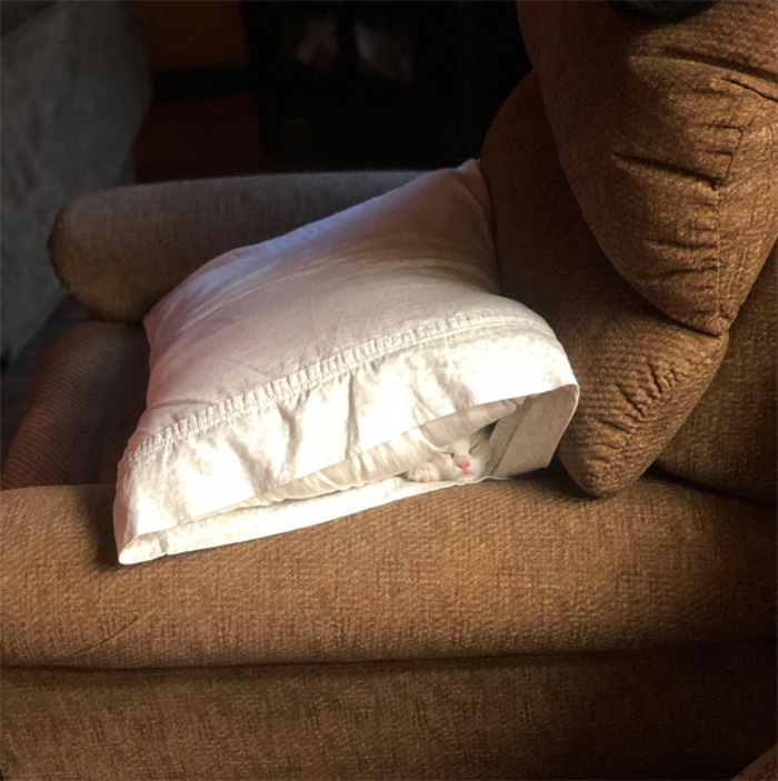 Cat Sleeping Underneath a Pillow Inside a Pillowcase