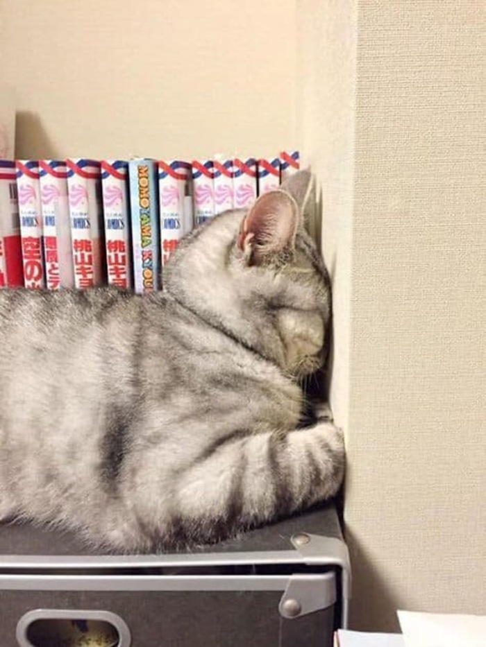 Cat Sleeping While Facing the Wall