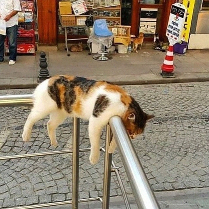 Cat Sleeping on Handrails