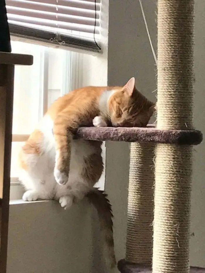 Cat Sleeping on Its Scratching Post