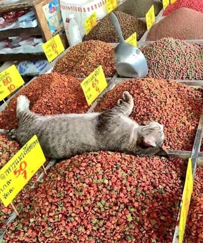 Cat Sleeping on Top of Cat Food Display